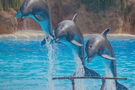 Dubai dolphinarium